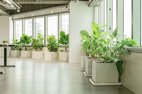 辦公室室內植物