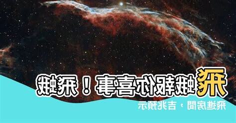 飛蛾飛進房間