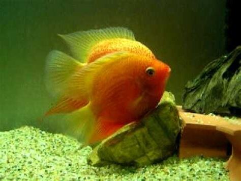 波羅魚