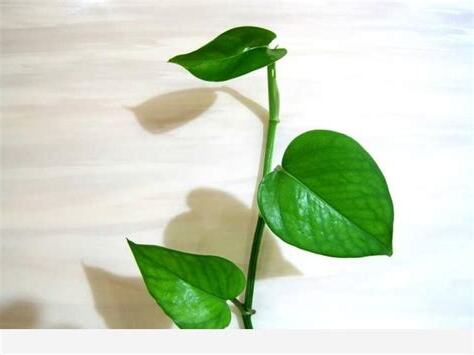 黃金葛寓意
