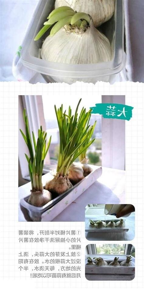 家裡種菜