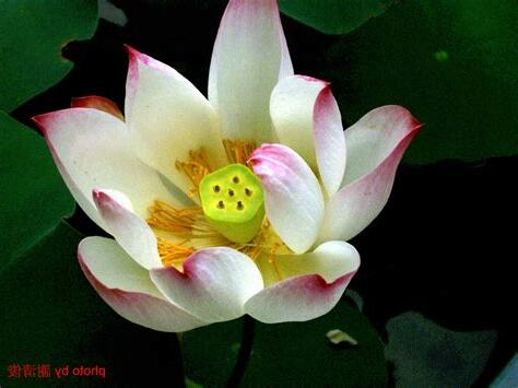 蓮花介紹