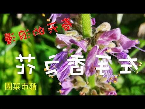 左手香開花風水