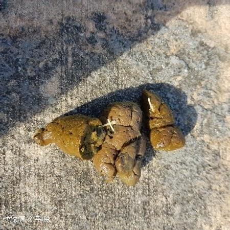狗狗大便有白色的蟲