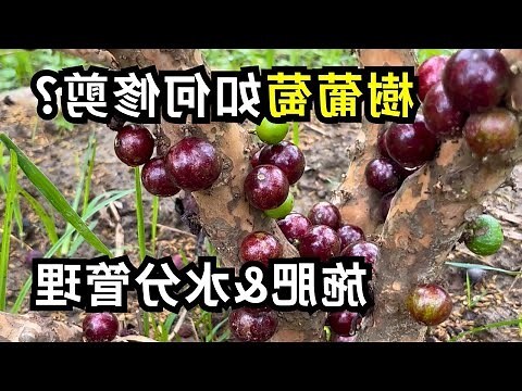 樹葡萄功用