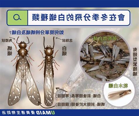 白蟻出現代表什麼