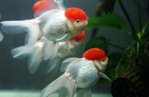 金魚飼養