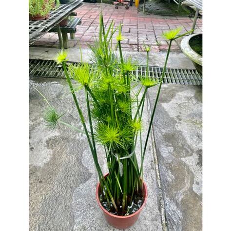 辦公室水生植物