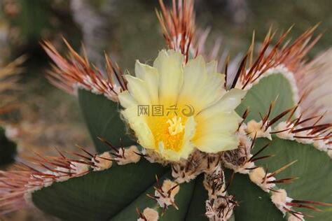 花仙人是什麼