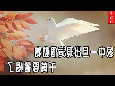小鳥死在家門口