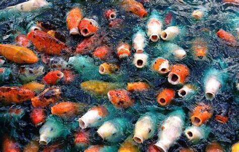 夢見魚缸有魚