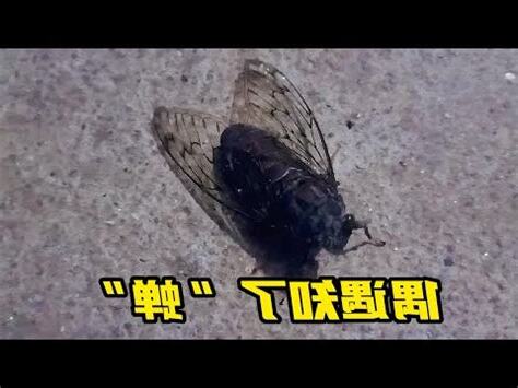蟬飛進家裏