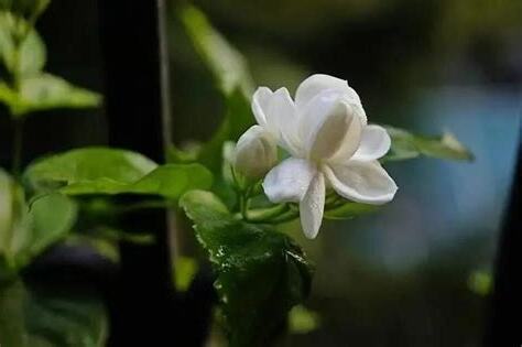 茉莉花象徵