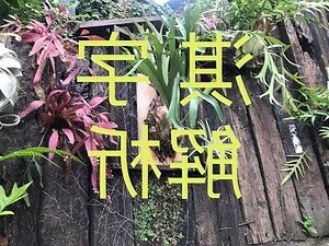 淇姓名學
