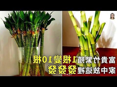 富貴竹開運竹