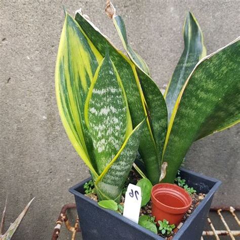 黃金虎尾蘭照顧