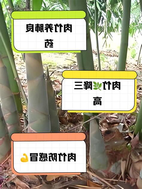 紅竹功效