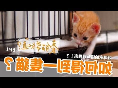 養貓招陰