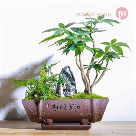 發財樹盆栽風水