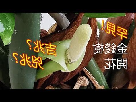 金錢樹會開花嗎？