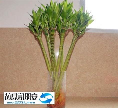 蓮花竹禁忌