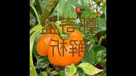 盈姓名學