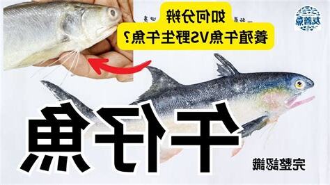 魚怎麼叫