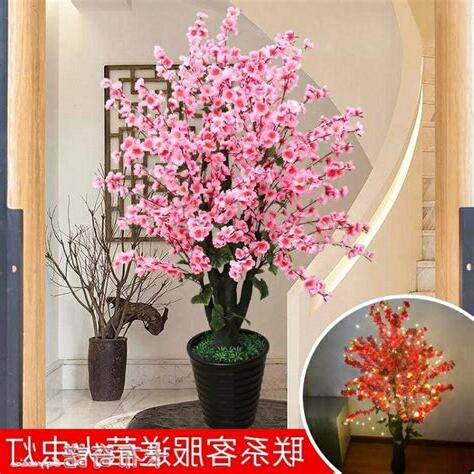 櫻花盆栽