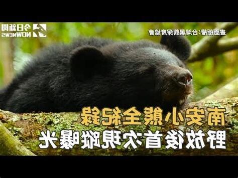 南安小熊死亡