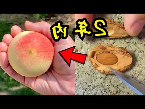 種桃花