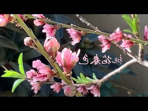桃花結果風水