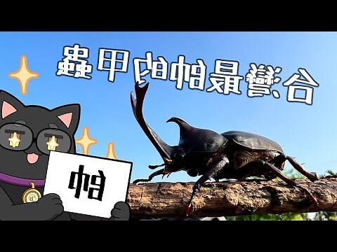 養獨角仙的三大禁忌