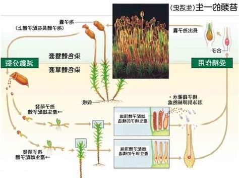 土馬