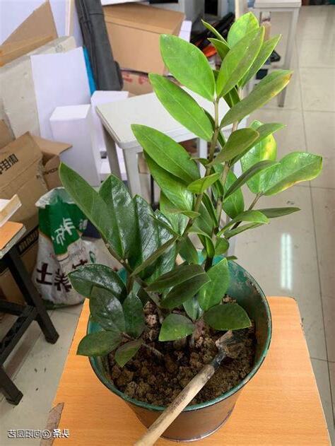 金錢樹出花