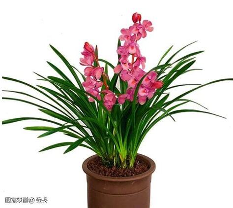 客廳適合放什麼花