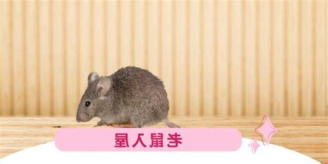 屋企有老鼠風水