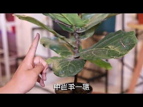 琴葉榕擺放位置