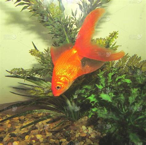 扇尾金魚