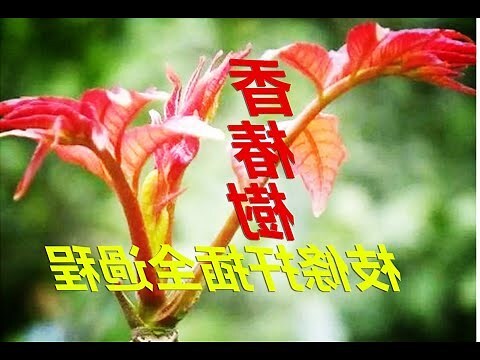 香椿樹幹