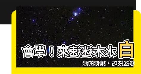 白水木移盆