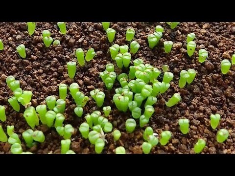 石頭玉分株