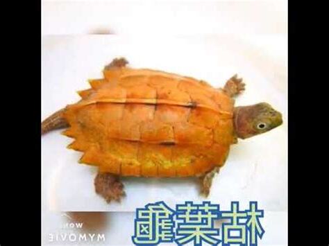 全水龜種類