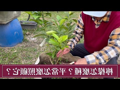 種什麼樹好