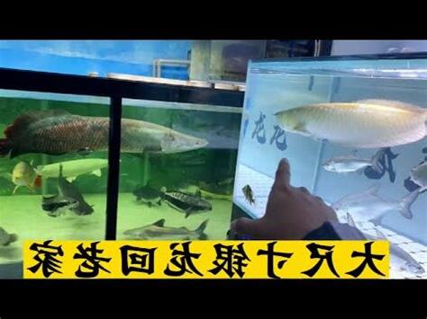 銀帶怎麼養