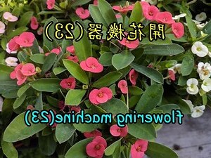 麒麟花盆栽