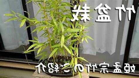 竹盆栽種類