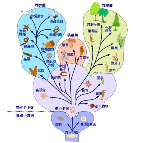 界門綱目科屬種查詢