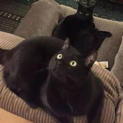 黑猫风水