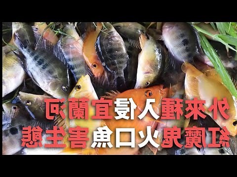火口魚