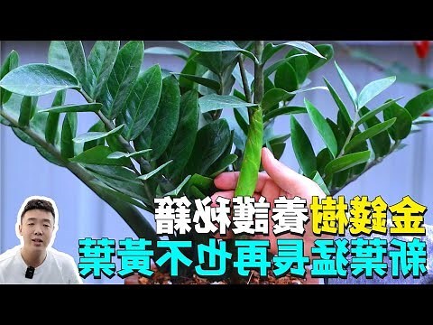 金錢樹黃葉